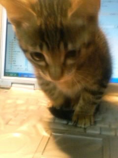 hi on the PC@3/3