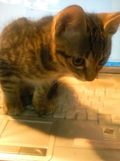 hi on the PC@1/3
