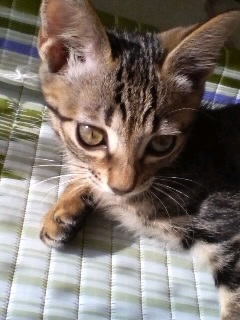 hi