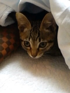 Q悤Ǝv
