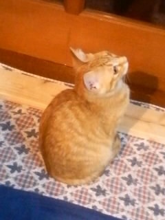 V䗠