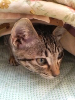 hi