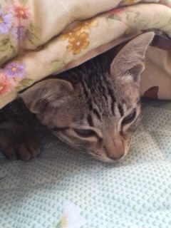 hi