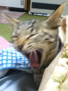 ӂ`