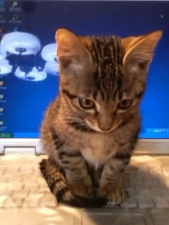 hi on the PC@1/2