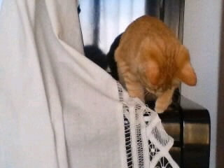 C^Y̌@̂Q