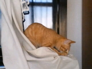 C^Y̌@̂Q
