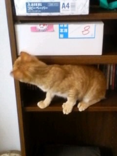 C^Y̌@1/6
