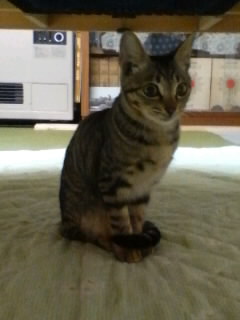 x̉̃hi