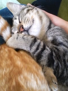 hi