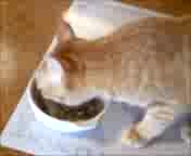 H̃l